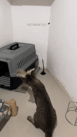 Stress-Relief Cat Wand – Happier, More Active Play